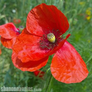 A poppy from the memorial garden. I bet they were impressive a week or so ago.