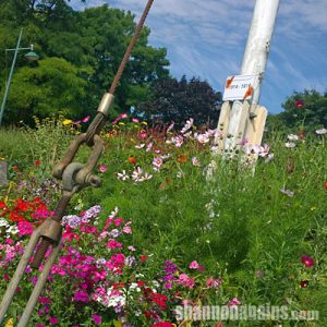 The new riverside memorial garden