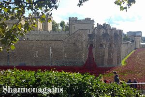 poppies at the tower of london