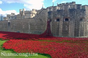 poppies at the tower of london