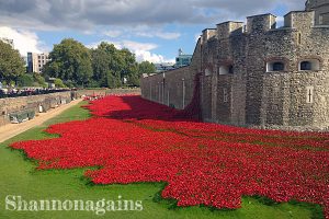 poppies at the tower of london