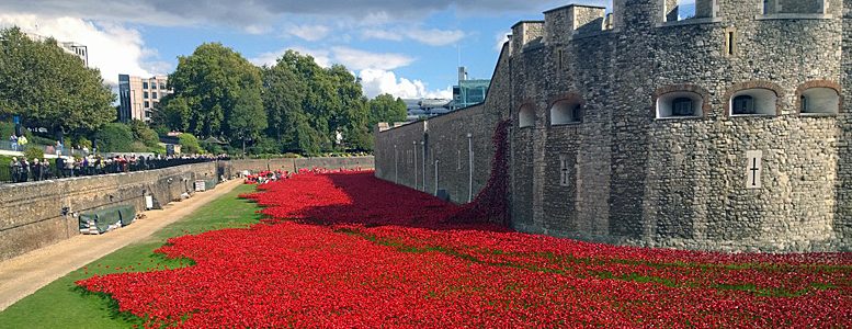 poppies at the tower of london