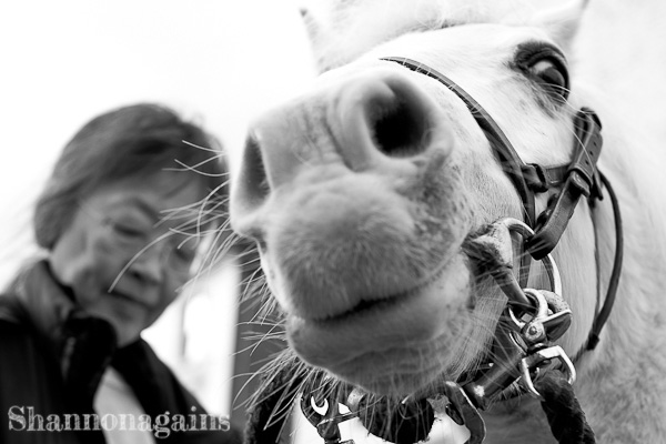 Pony, Portobello Road, Street Photography