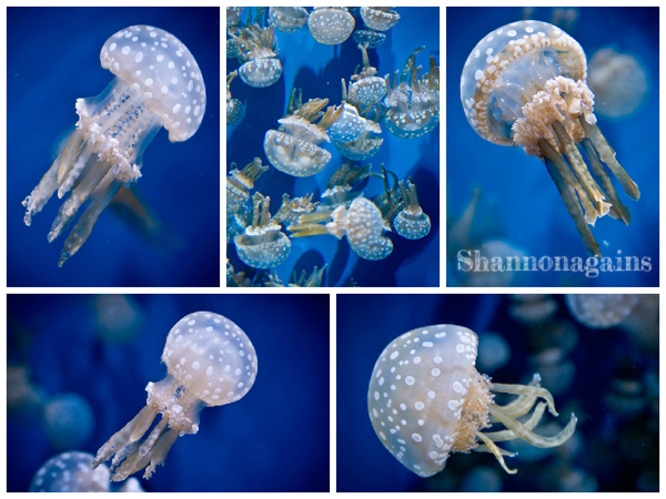 Monterey Bay Aquarium