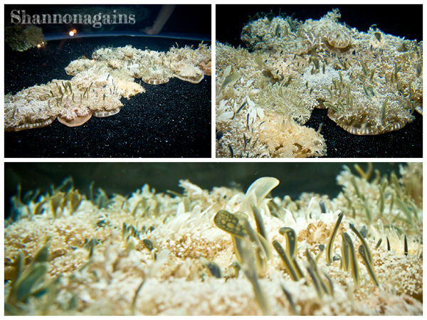 Monterey Bay Aquarium