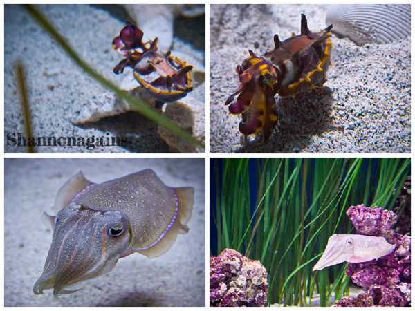 Monterey Bay Aquarium