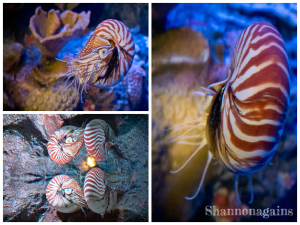 Monterey Bay Aquarium