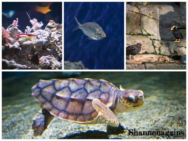 Monterey Bay Aquarium