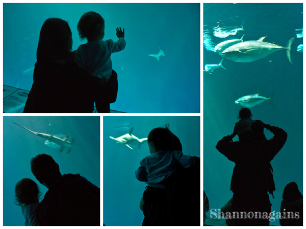 Monterey Bay Aquarium