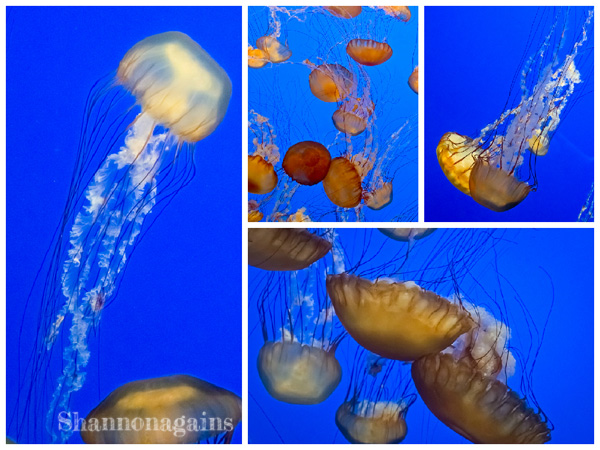 Monterey Bay Aquarium