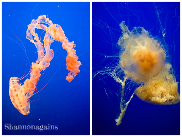 Monterey Bay Aquarium