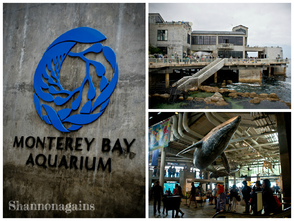 Monterey Bay Aquarium