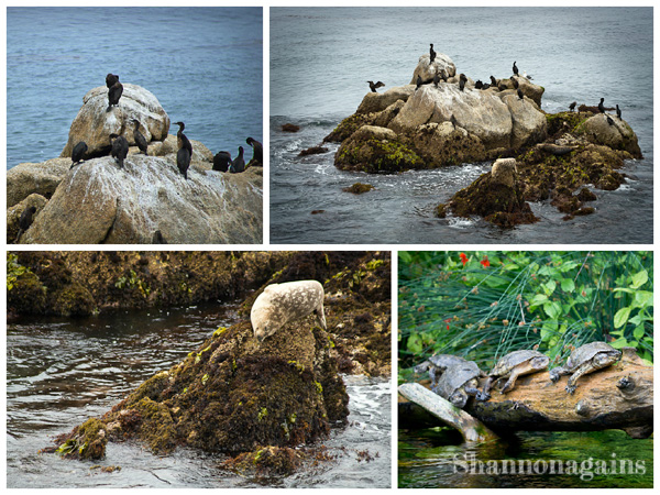 Monterey Bay Aquarium