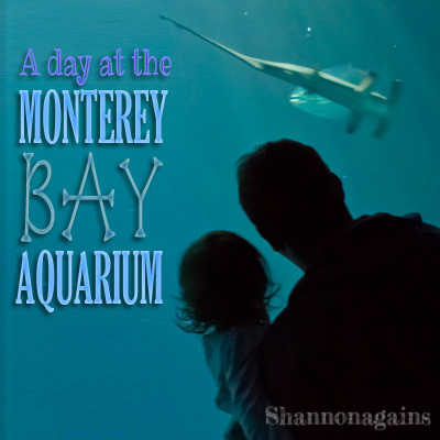 Monterey Bay Aquarium - Shannonagains