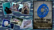 Monterey Bay Aquarium - Shannonagains