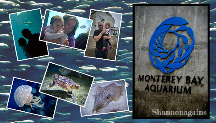 Monterey Bay Aquarium - Shannonagains