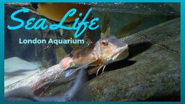 Sea Life London Aquarium