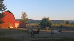 Grandma and Grandpa have a farm E-I-E-I-O!